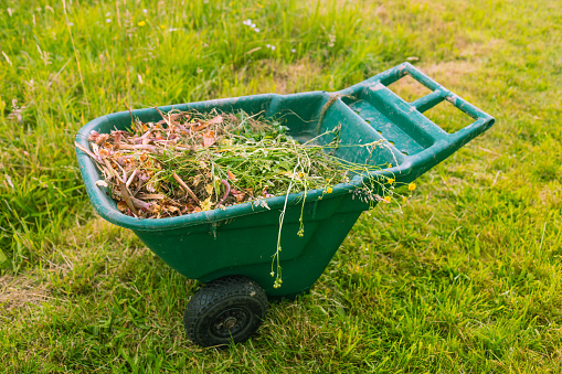 Two wheeled wheelbarrow loaded with mown grass on the lawn in the summer garden. High quality photo