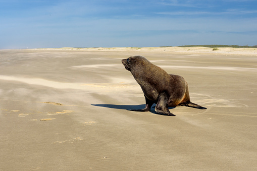 South american fur seal (Arctocephalus australis australis) at Cassino beach in the extreme south of Brazil