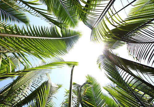 Green leaves background with copy space. Look up the view of the green leave of the palm.