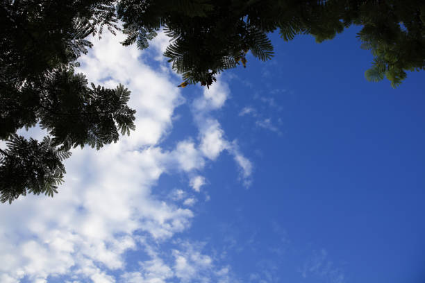 Look up on the blue sky and white clouds background.