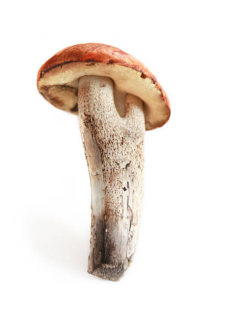 istock Orange-cap boletus in over white background 155401469