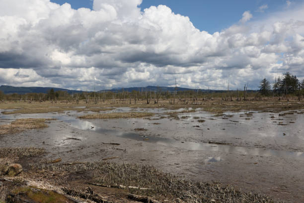 Wiley Slough, Skagit Wildlife Area, Washington