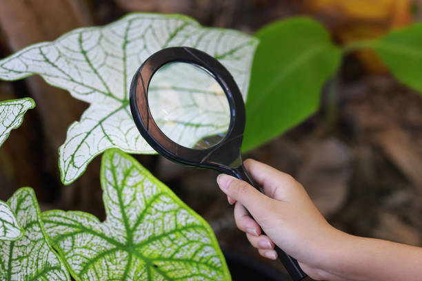 la main de l’enfant tient une loupe pour inspecter les feuilles de caladium bicolor, concept d’éducation et de jardinage - zoomorphic photos et images de collection