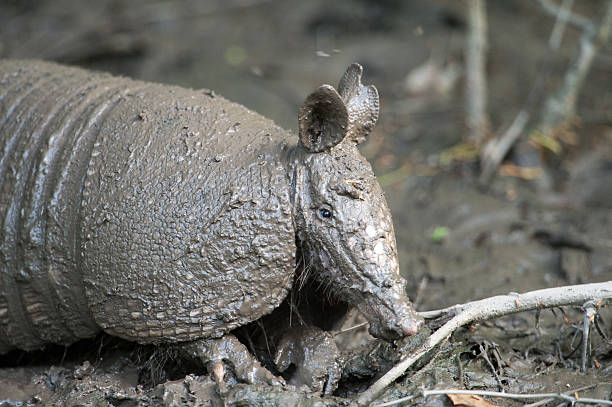 istock Muddy Armadillo in Holla Bend National Wildlife Refuge, AR 155402912