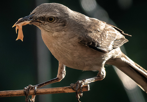 Northern Mockingbird on the bird feeder