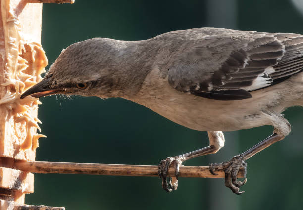 istock Northern Mockingbird on the bird feeder 1554030152