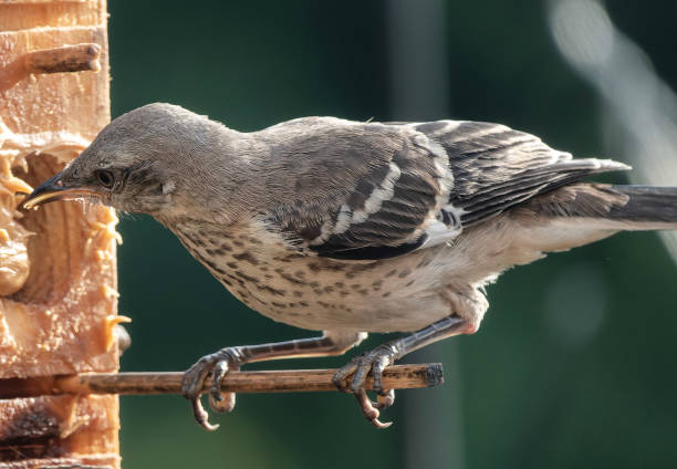 istock Northern Mockingbird on the bird feeder 1554030521