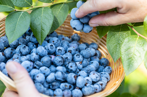 Huckleberries picking. Female hands gather ripe blueberries in a wicker bowl—harvesting concept.