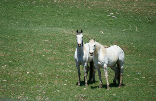 istock White Appaloosa and Friend 1554044788