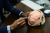 Explaining the human brain