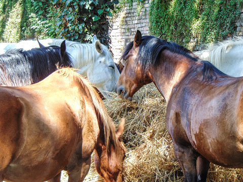 Group of horses eating hay