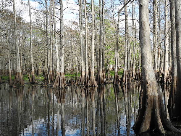 istock St. Johns River Cypress Swamp Florida 155406118