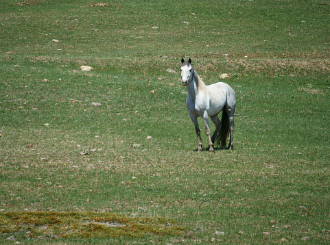 A single white horse with a mostly black mane and tail stands in a green pasture strewn with glacial rocks.  The ears are perked and the horse holds itself tall and proud.