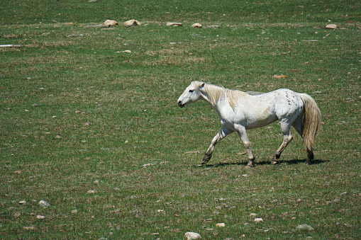 With ears back and purpose in its stride, a white Appaloosa with a blond mane and tail seems intent on an important mission,  heading across the green grassy pasture.  Amid the fresh grass are many rocks, a sign of the glacial history of this area.