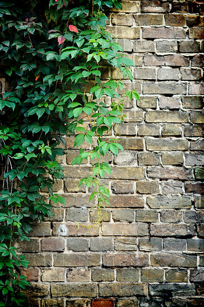 istock grey brick wall covered in green ivy 155408718
