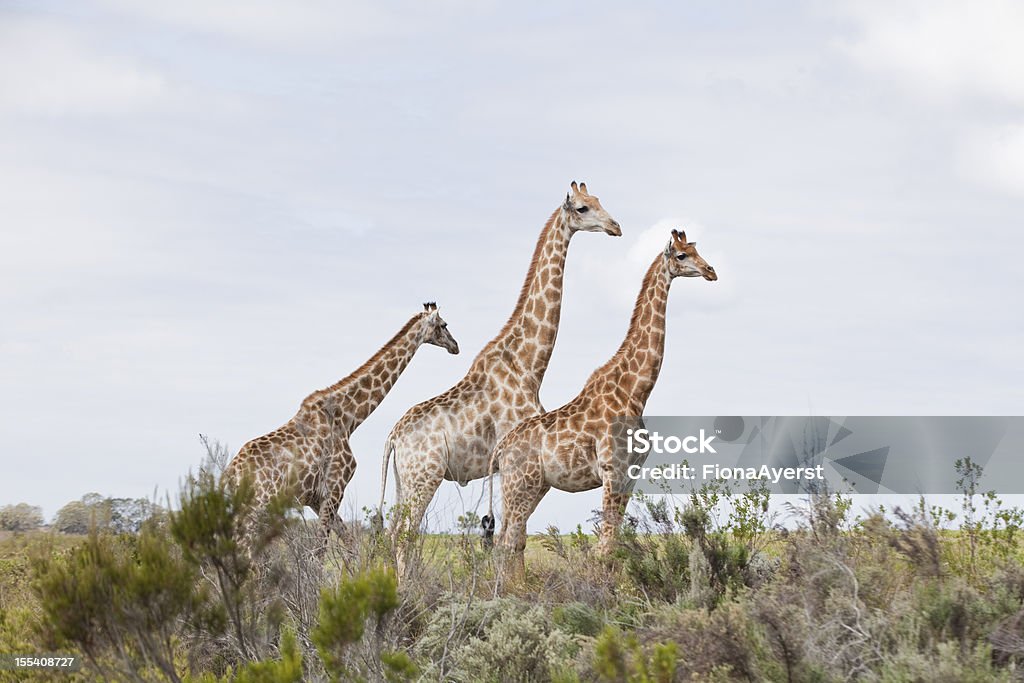 Girafa amigos - Royalty-free Baía de Plettenberg Foto de stock