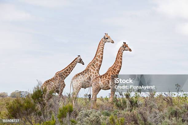 Girafa Amigos - Fotografias de stock e mais imagens de Baía de Plettenberg - Baía de Plettenberg, Ficar de Pé, Fotografia - Imagem