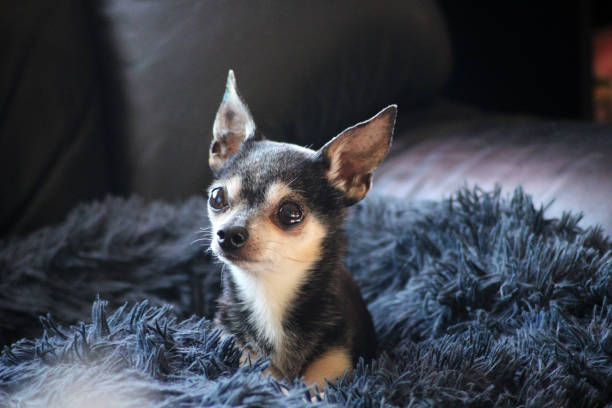 istock Coffee the chihuahua 1554087558