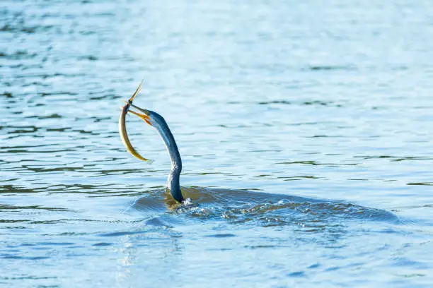 Australian darter swimming in the river with speared, freshly caught garfish. The water is slightly wavy, reflecting the blue sky