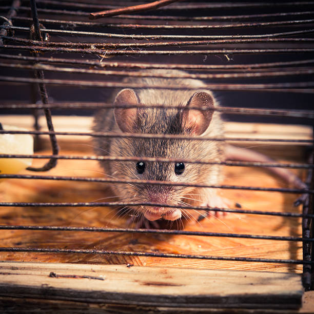 istock mice caught in the cage mousetrap 155408879