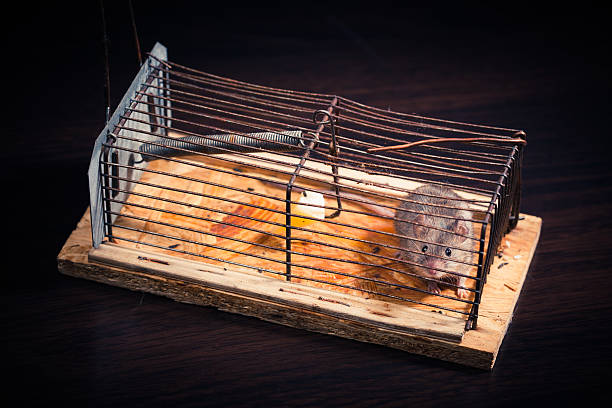 istock mice caught in the cage mousetrap 155408973