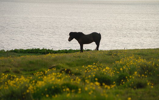 purebred  arabian stallion portrait on the sea background