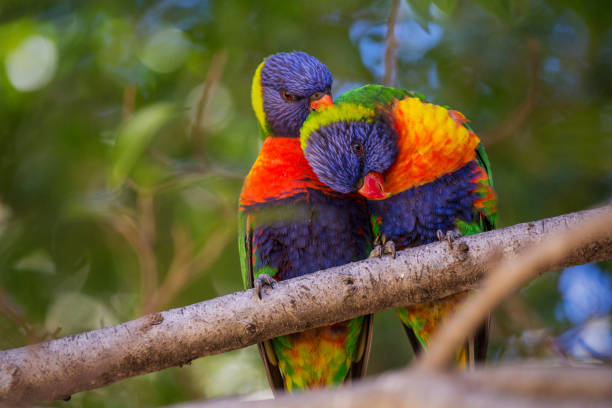 Parrot pair cuddling on branch Two parrots sitting cuddling on a branch. One holds its head down, the other gnaws with its beak on the neck of the other parrot. In the background blurred green leaves, in the foreground blurred another branch. eclectus parrot australia stock pictures, royalty-free photos & images