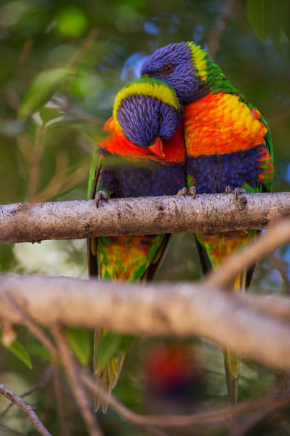 Parrot pair cuddling on branch Two parrots sitting cuddling on a branch. One holds its head down, the other gnaws with its beak on the neck of the other parrot. In the background blurred green leaves, in the foreground blurred another branch. eclectus parrot australia stock pictures, royalty-free photos & images