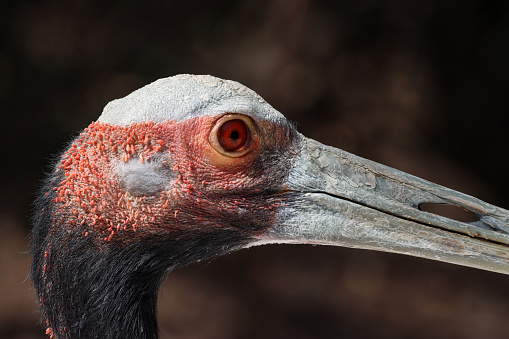 Stock photo showing close-up, profile view of Antigone antigone or the sarus crane a large wading bird that nests in wetland shallow water.