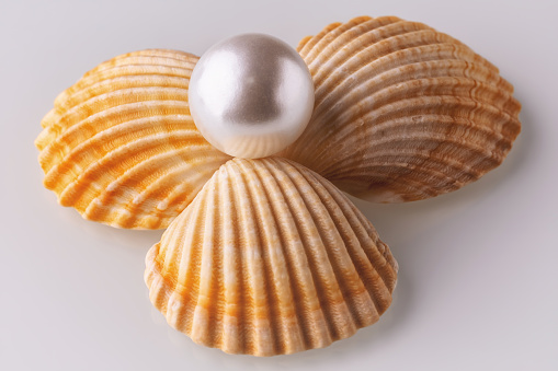 beautiful shell and pearl photographed on light background , macro photo , can be used for design