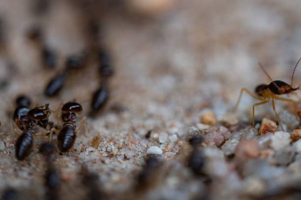 istock Closeup shot of small black ants crawling on a sandy surface 1554095830