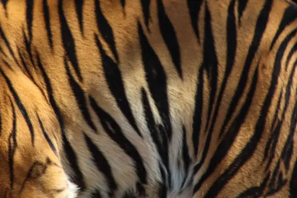 Photo of Full frame image of black and orange striped markings of Indian tiger (Panthera tigris) skin