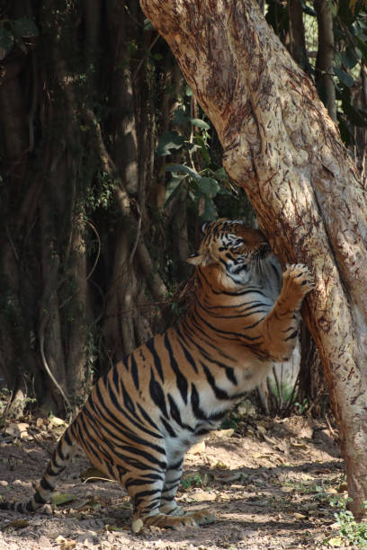 istock Image of Indian tiger (Panthera tigris) standing on hind legs clawing a tree trunk in shade, leaning against tree, scratching post, whiskers, profile view, focus on foreground 1554098018