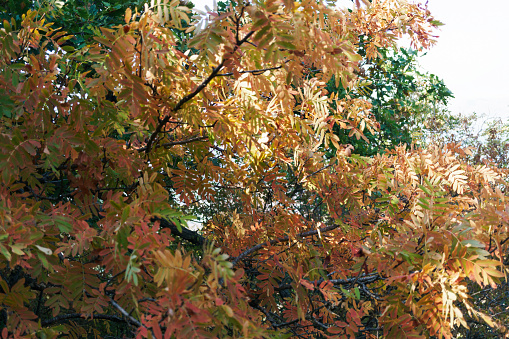 Autumn trees with colorful foliage, blurry image