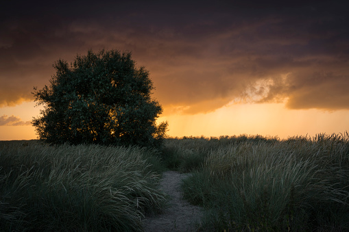 Silhouette of a willow tree at a foothpath between sand dunes with marram grass under rain clouds at sunset. Wangerland, Friesland, Lower Saxony, Germany