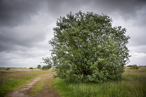 Willow tree and footpath on a salt marsh under a sky with clouds. Wangerland, Friesland, Lower Saxony, Germany