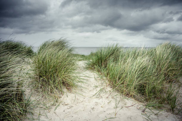 istock Sand dune with marram grass at the North Sea 1554105491