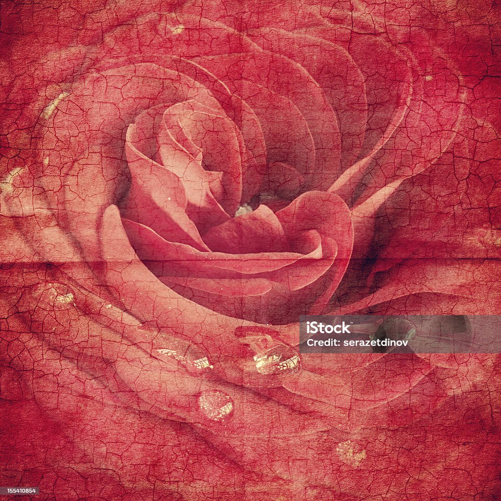 Rose en viejo papel - Foto de stock de Pergamino - Textil libre de derechos