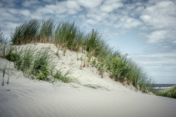Sand dune with marram grass under a blue sky stock photo