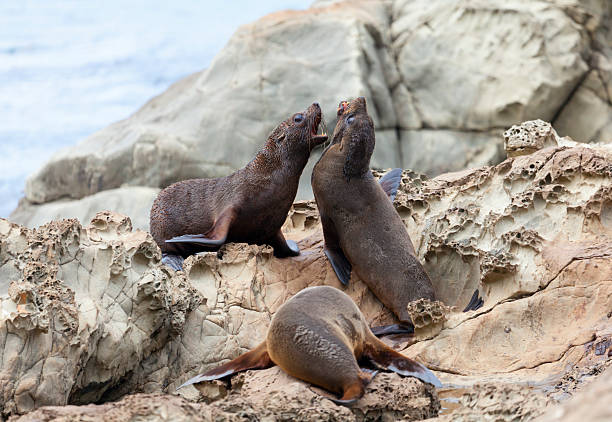 istock Sea Lion's life 155411720