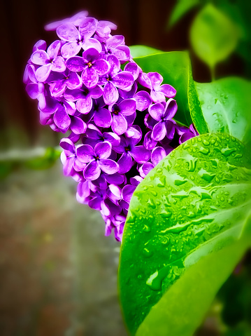 lilac flowers in the rain