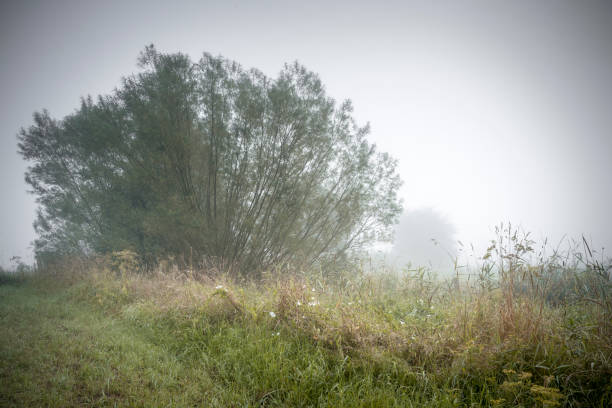 Single willow tree on an agricultural field in the fog. Taken in Sande, Friesland, Lower Saxony, Germany