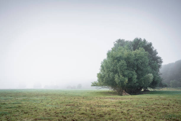 Free Stock Photo of Misty Field With Lone Tree | Download Free Images ...