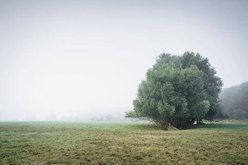 Single willow tree on an agricultural field in the fog. Taken in Sande, Friesland, Lower Saxony, Germany