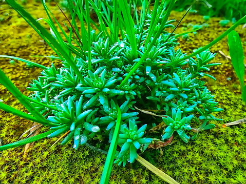 grass growth on moss