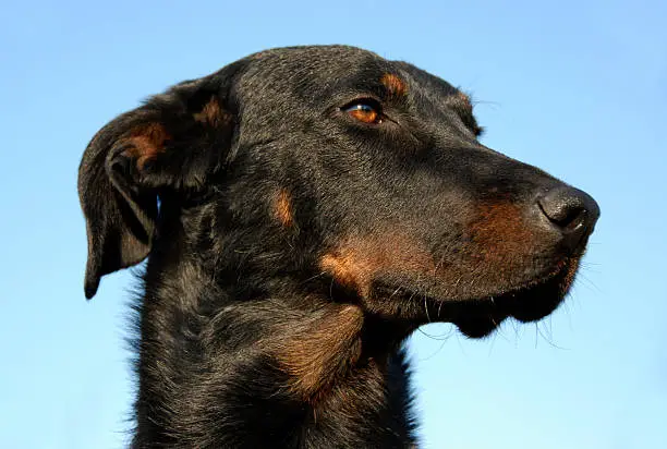 portrait of a purebred french sheepdog beauceron