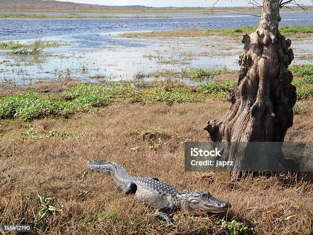 Caimán En El Río St John Florida Foto de stock y más banco de imágenes de Aire libre - Aire libre, Aligátor, Animales salvajes