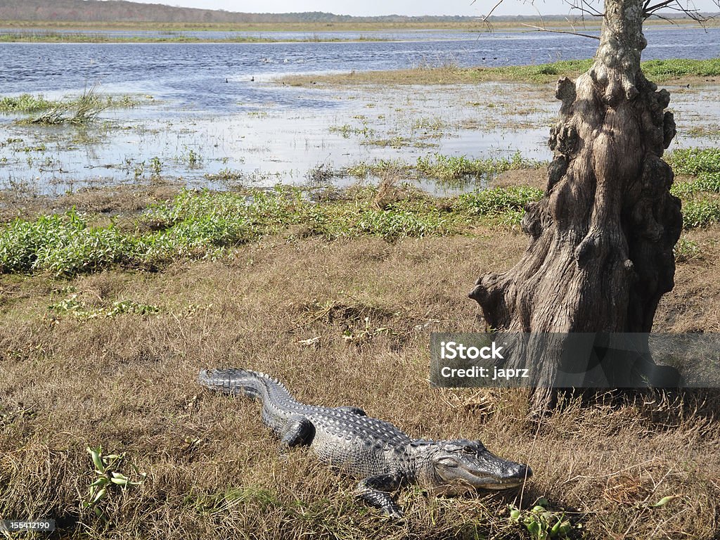 Alligator w St. Johns River-Floryda - Zbiór zdjęć royalty-free (Aligator)