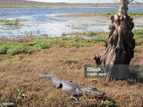 Alligator W St Johns Riverfloryda - zdjęcia stockowe i więcej obrazów Aligator - Aligator, Bagno, Fotografika