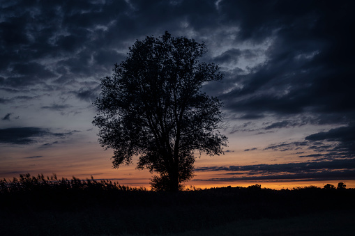 Silhouette  of a single willow tree at a dirt road between agricultural fields at dusk. Taken in Etzel, Friedeburg, East Frisia, Lower Saxony, Germany
